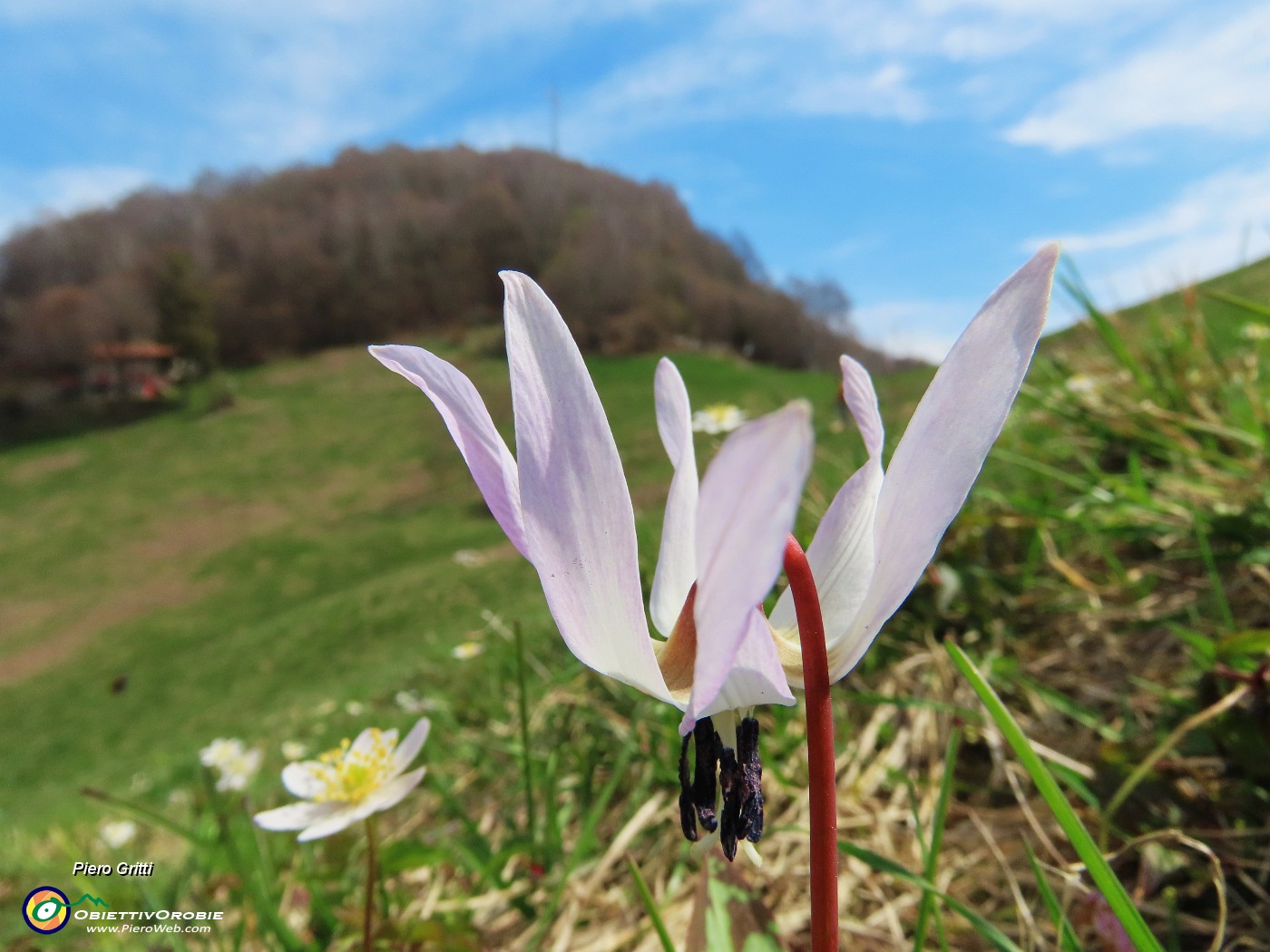 34 Erithronium dens canis - Dente di cane.JPG